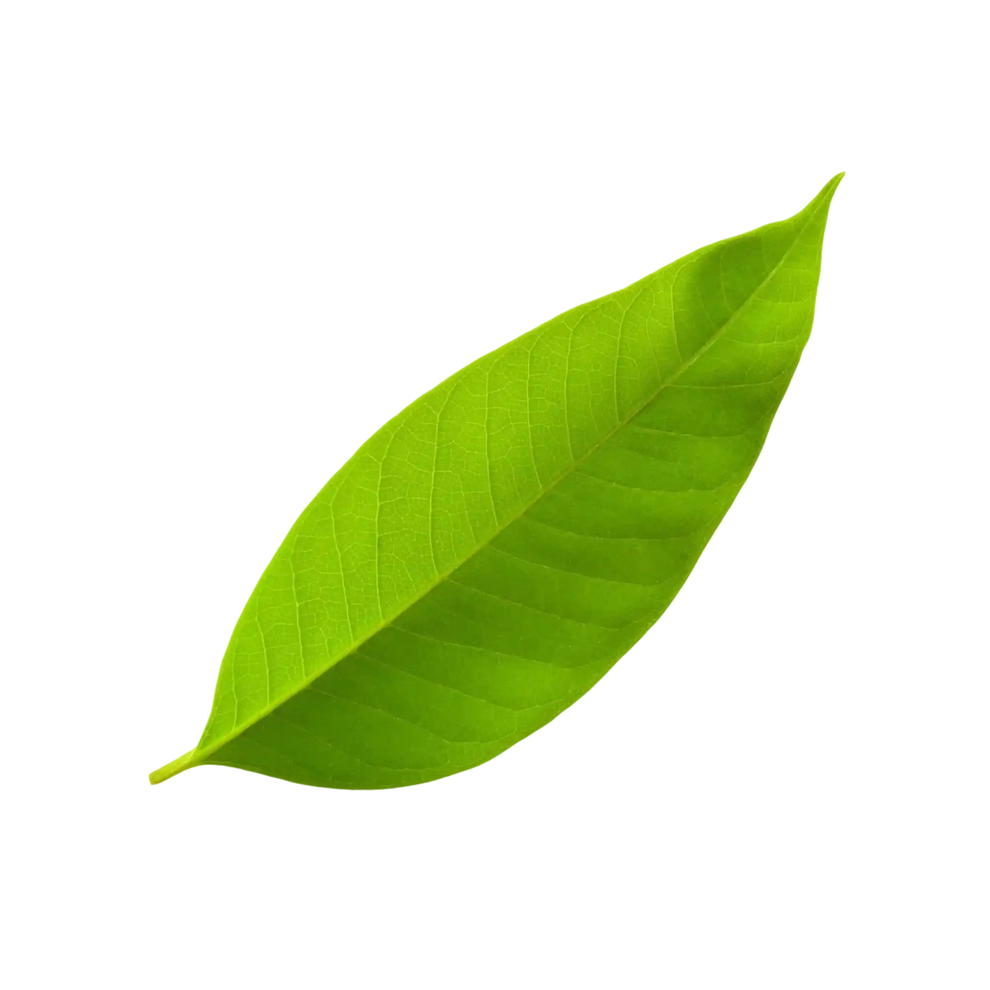 leaf-img